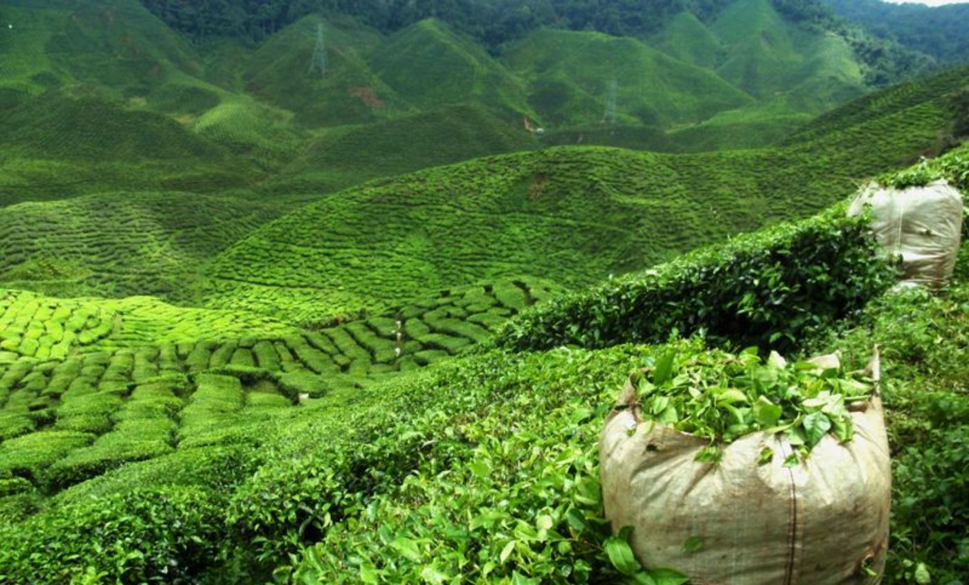 Exotic Teas of the World